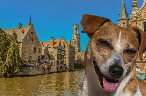 Hond op vakantie in België, vakantiehuis, hotel of kasteel.