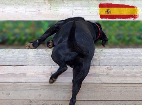 Belangrijke informatie over invoerregels voor honden op vakantie in Spanje
