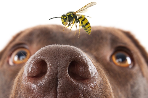 Hoe blijft je hond gezond op vakantie: insecten