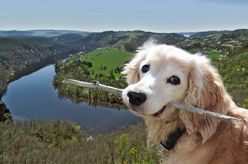 Hond op vakantie in Tsjechië, vakantiehuis, hotel of kasteel