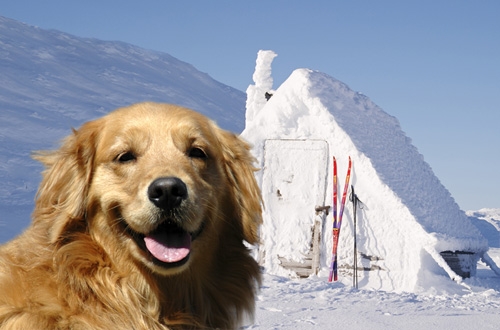 Hondvriendelijke vakantiehuizen in wintersport gebieden