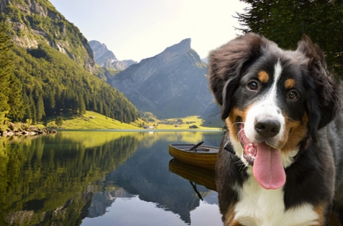 Hond op vakantie in Zwitserland, vakantiehuis, hotel of kasteel
