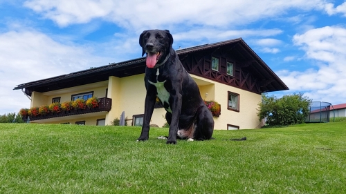 Honden op vakantie