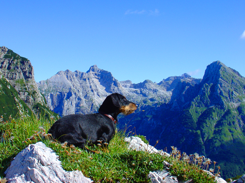 Op reis en vakantie met je hond, honden-vakanties via DogsIncluded