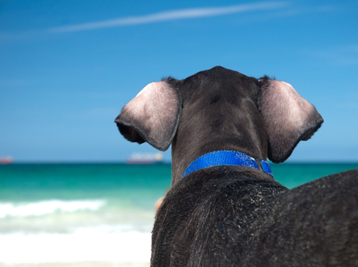 Op reis en vakantie met je hond, honden-vakanties via DogsIncluded