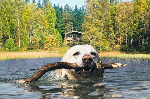 dichters veiligheid huurder Alle vakantiehuizen aan het water met je hond - DogsIncluded