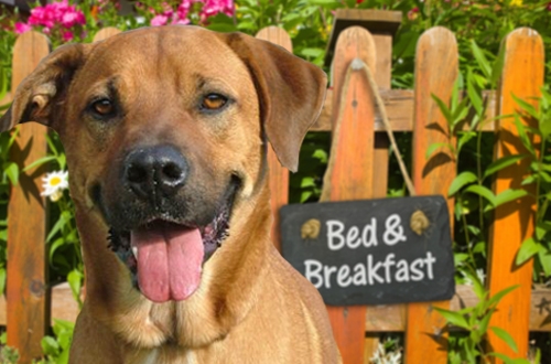 Hondvriendelijke bed & breakfast, B&B, hotel waar je hond welkom is