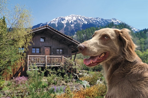 Hondvriendelijke vakantiehuizen in de bergen