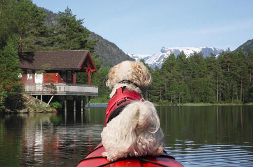 Hondvriendelijke vakantiehuizen met een boot erbij