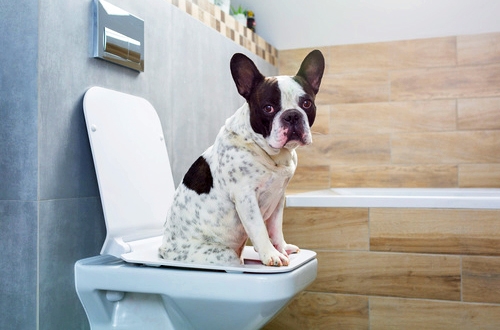 Hoe blijft je hond gezond op vakantie: diarree en braken