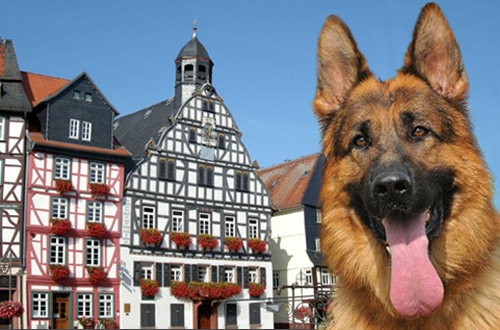 Hond op vakantie in Duitsland, vakantiehuis, hotel of kasteel