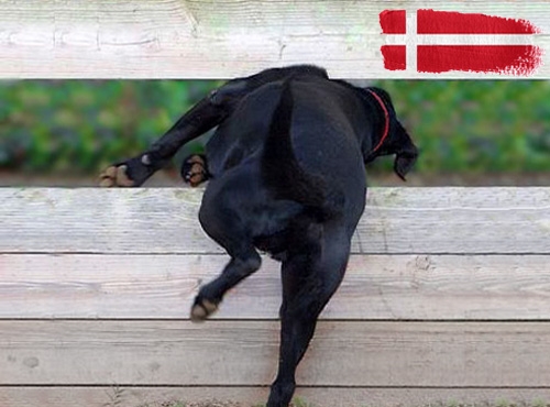 Belangrijke informatie over invoerregels voor honden op vakantie in Denemarken