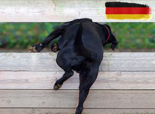 Belangrijke informatie over invoerregels voor honden op vakantie in Duitsland