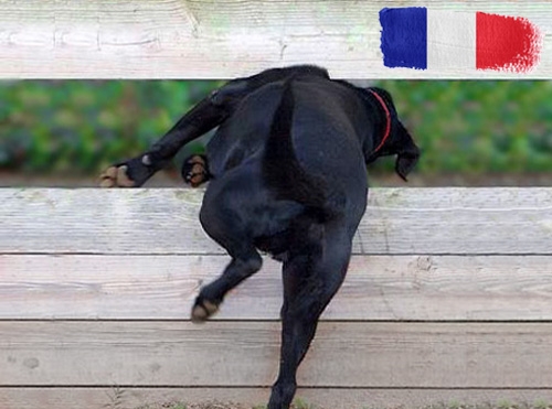 Belangrijke informatie over invoerregels voor honden op vakantie in Frankrijk