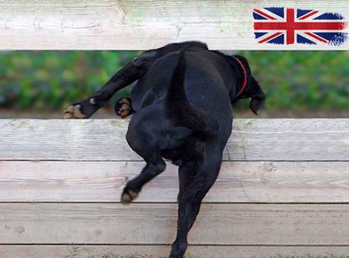 Belangrijke informatie over invoerregels voor honden op vakantie in Engeland