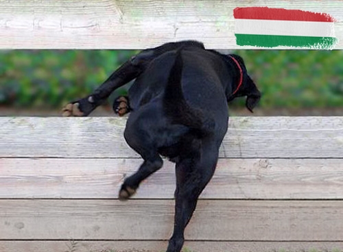 Belangrijke informatie over invoerregels voor honden op vakantie in Hongarije