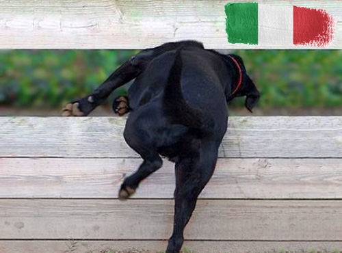 Belangrijke informatie over invoerregels voor honden op vakantie in Italië