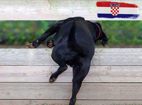 Belangrijke informatie over invoerregels voor honden op vakantie in Kroatië