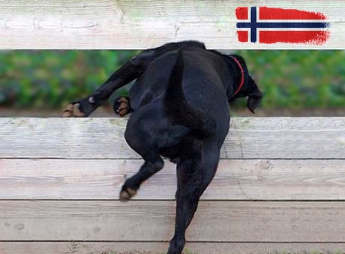 Belangrijke informatie over invoerregels voor honden op vakantie in Noorwegen