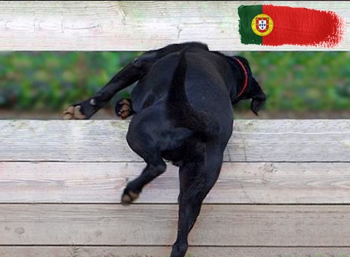 Belangrijke informatie over invoerregels voor honden op vakantie in Portugal