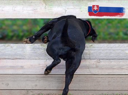 Belangrijke informatie over invoerregels voor honden op vakantie in Slowakije