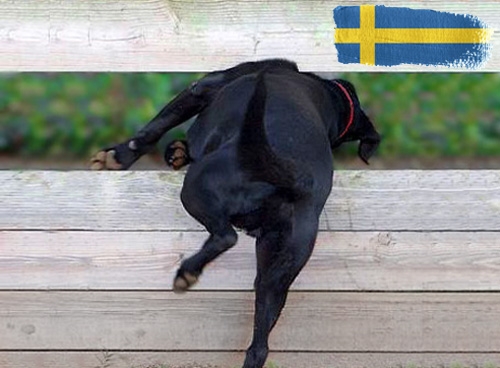 Belangrijke informatie over invoerregels voor honden op vakantie in Zweden