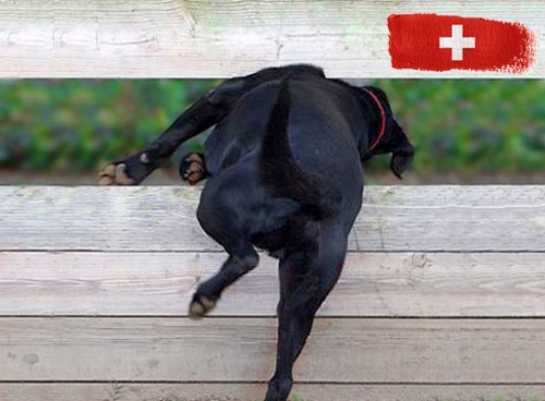 Belangrijke informatie over invoerregels voor honden op vakantie in Zwitserland