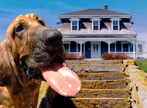 Hondvriendelijke vakantiehuizen waar honden altijd welkom zijn