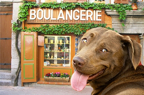 bevestigen Wrijven Associëren Landeninformatie voor honden die in Frankrijk op vakantie gaan -  DogsIncluded