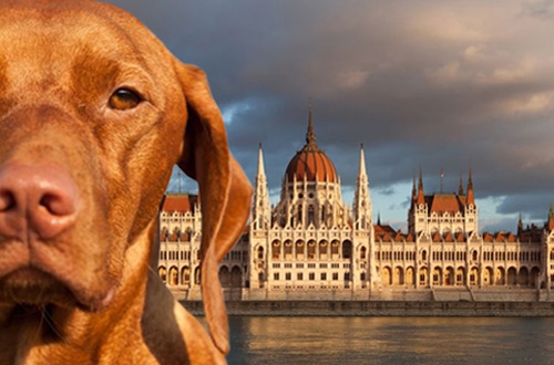 Hond op vakantie in Hongarije, vakantiehuis, hotel of kasteel.