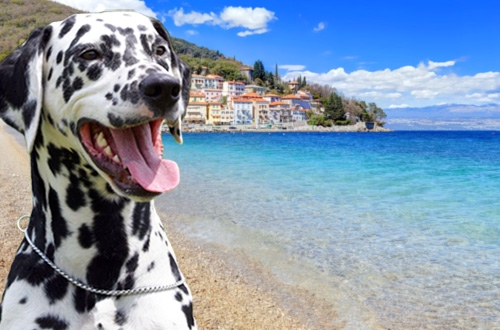 Hond op vakantie in Kroatië, vakantiehuis, hotel of kasteel