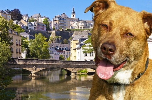 Hond op vakantie in Luxemburg, vakantiehuis, hotel of kasteel.