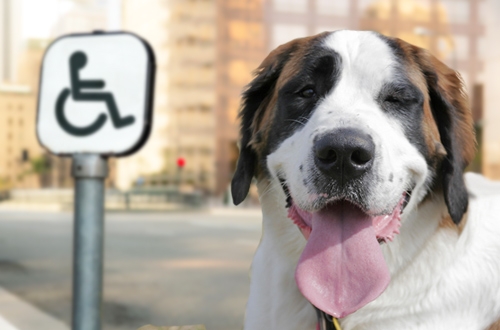 Hondvriendelijke hotels voor gehandicapten in heel Europa