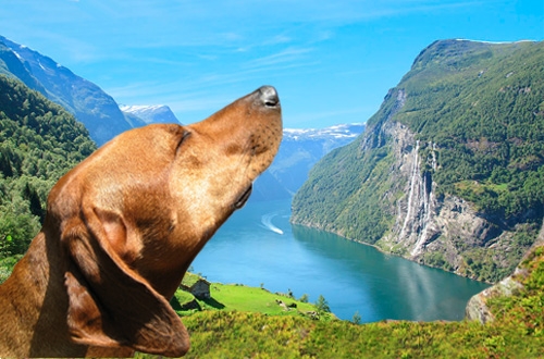Landeninformatie voor honden in Noorwegen op vakantie gaan - DogsIncluded