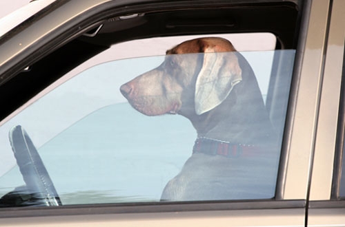 Handige tips voor honden die met auto op gaan