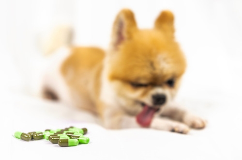 Hoe blijft je hond gezond op vakantie: ontwormen