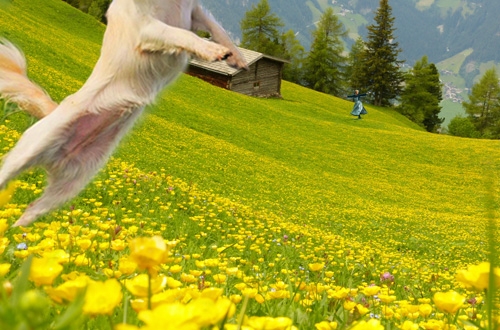 Hond op vakantie in Oostenrijk, vakantiehuis, hotel of kasteel
