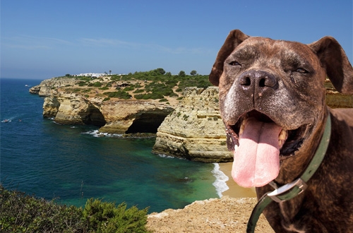 Hond op vakantie in Portugal, vakantiehuis, hotel of kasteel