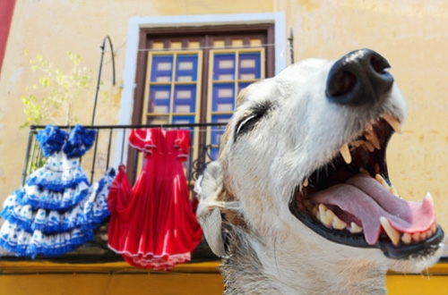 Hond op vakantie in Spanje, vakantiehuis, hotel of kasteel