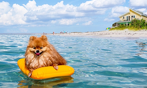 Eervol Dankbaar semester DogsIncluded - jouw beste keuze voor vakanties met je hond
