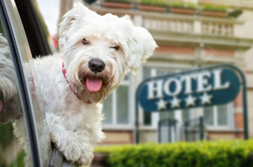 Hondvriendelijke tussenstop hotels langs je route