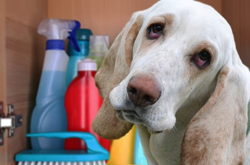 Hoe blijft je hond gezond op vakantie: vergiftiging
