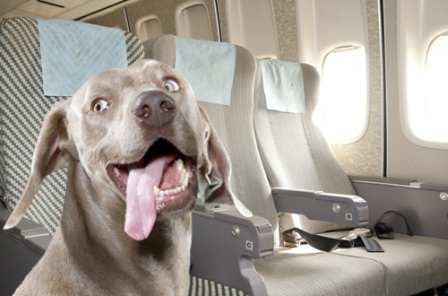 Informatie over je hond in het vliegtuig