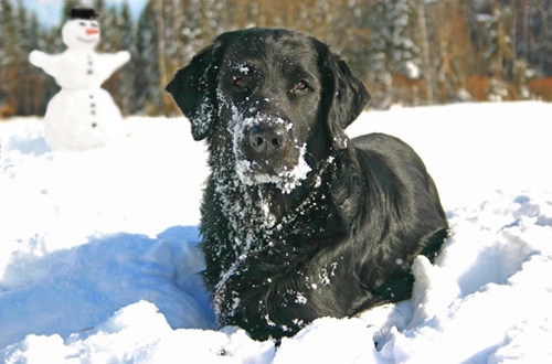 hondvriendelijke wintersport hotels