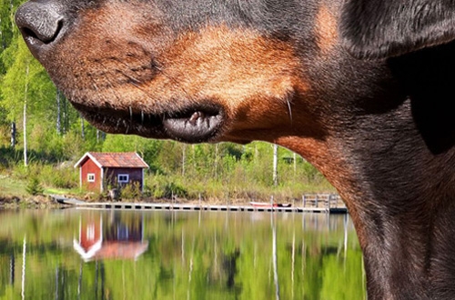 Hond op vakantie in Zweden, vakantiehuis, hotel of kasteel