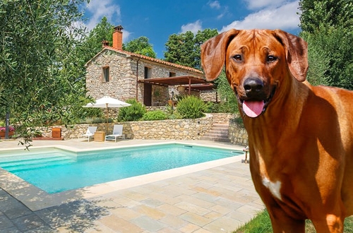 Hondvriendelijke vakantiehuizen met een zwembad waar honden altijd welkom zijn